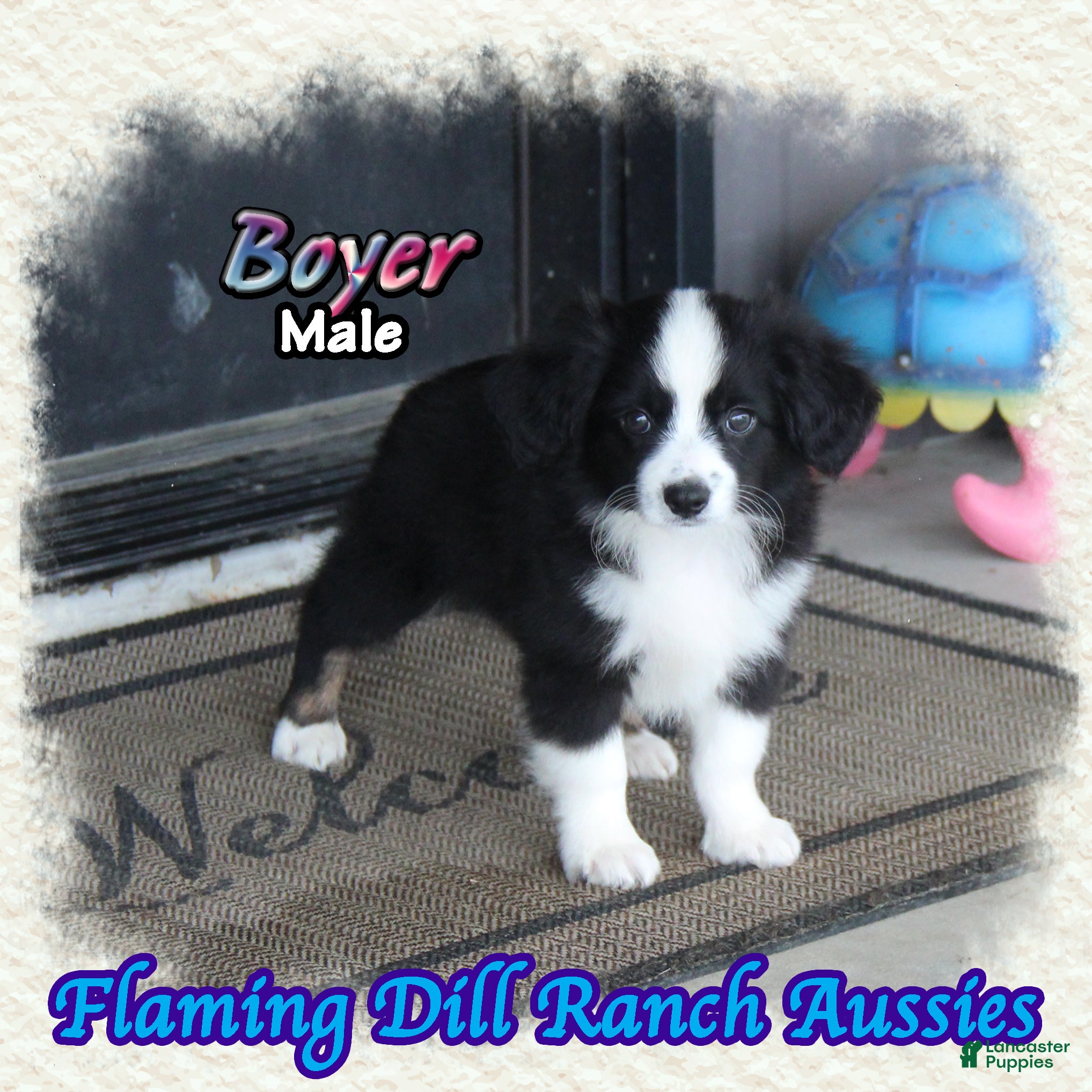 Toy Australian Shepherd dogs for sale: Boyer - Ad 2