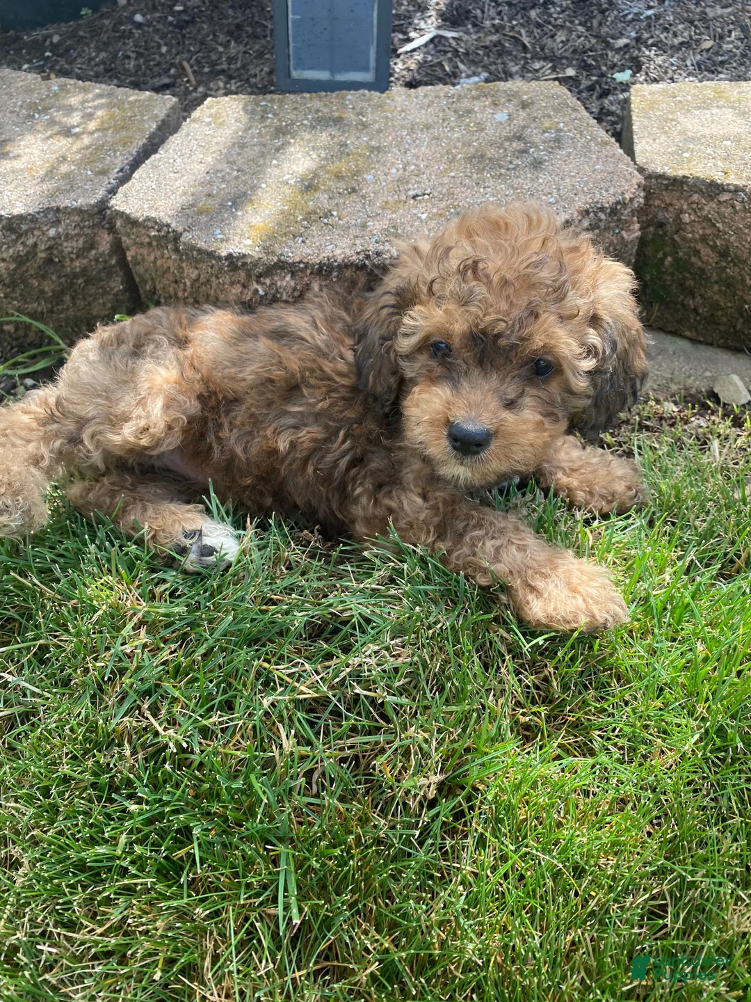Cavapoo dogs for sale: Olive - Ad 6