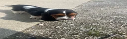 Basset Hound dogs for sale: Liam - Ad 2