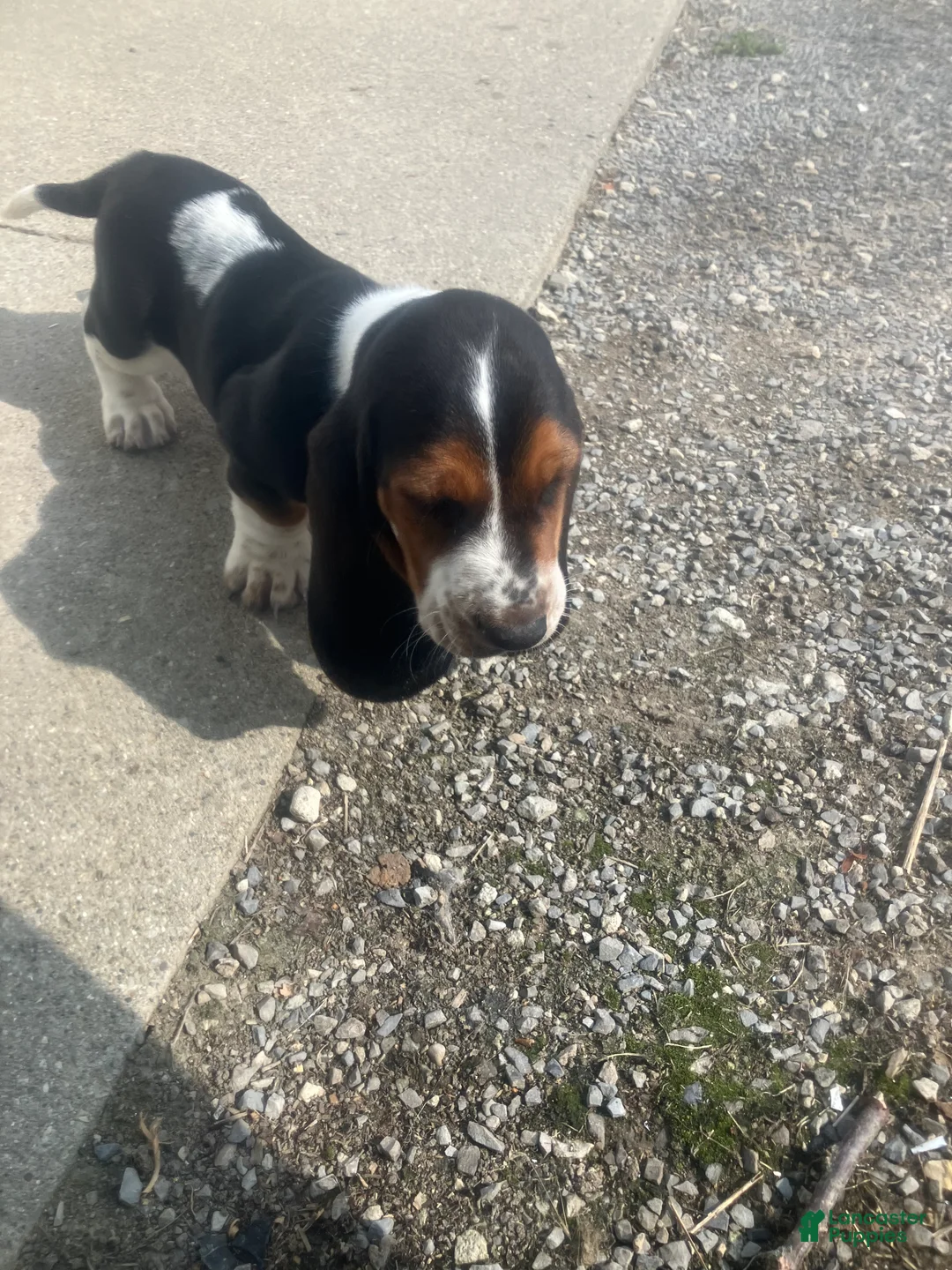 Basset Hound dogs for sale: Liam - Ad 2