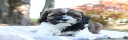 Cavapoo dogs for sale: Hickory - Ad 1
