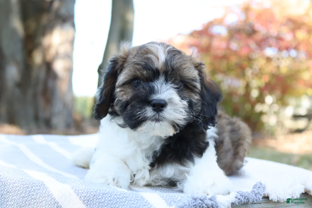 Cavapoo dogs for sale: Hickory - Ad 1