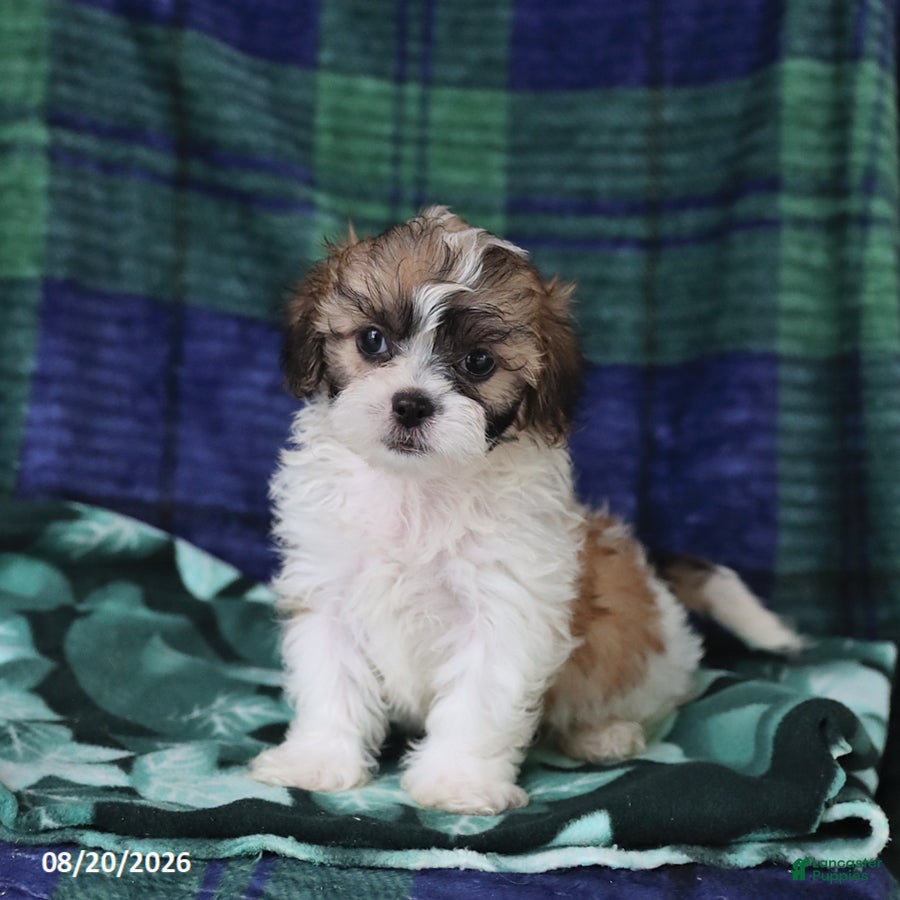 Shihpoo dogs Tyler - Ad 2