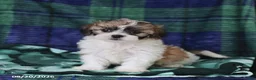 Shihpoo dogs for sale: Tyler - Ad 2