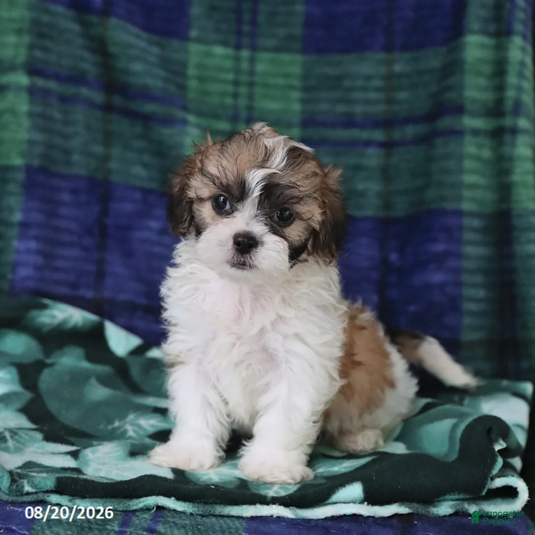 Shihpoo dogs for sale: Tyler - Ad 2