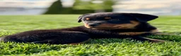 Rottweiler dogs for sale: Rottweiler Puppy 2 - Ad 2