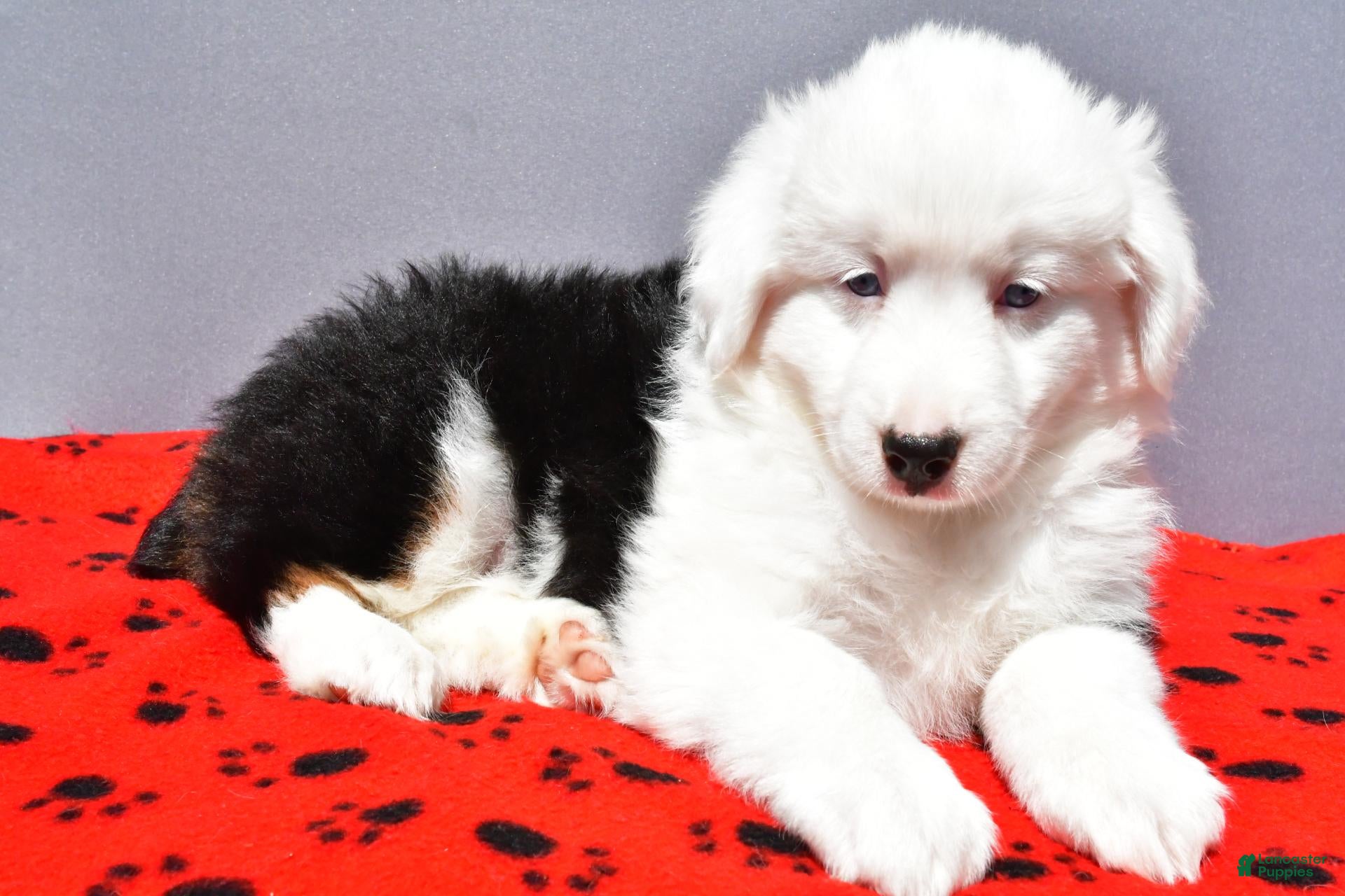 Miniature Australian Shepherd dogs Snickers - Ad 1