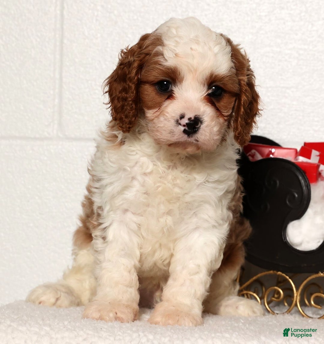 Cavapoo dogs for sale: Theodore - Ad 3