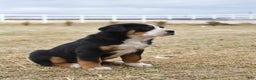 Greater Swiss Mountain Dog dogs for sale: Eve - Ad 2