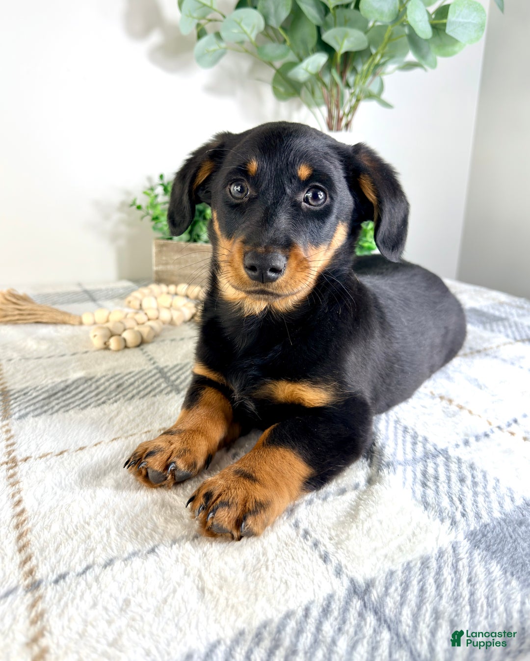 Mixed Breed dogs for sale: Dalton - Ad 5
