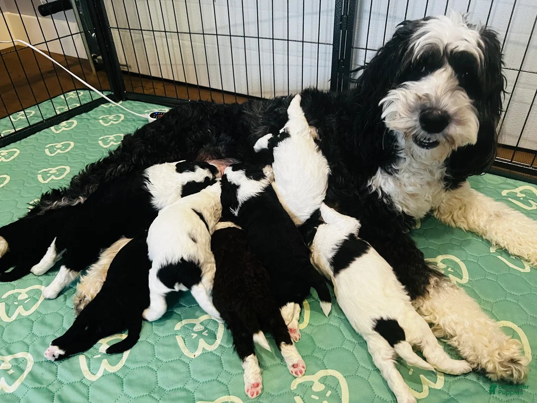 Mini Sheepadoodle dogs for sale: Mini Sheepadoodle Puppy Pick Spot #6 - Ad 7