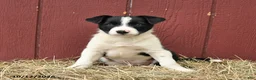Border Collie dogs for sale: Tim - Ad 3