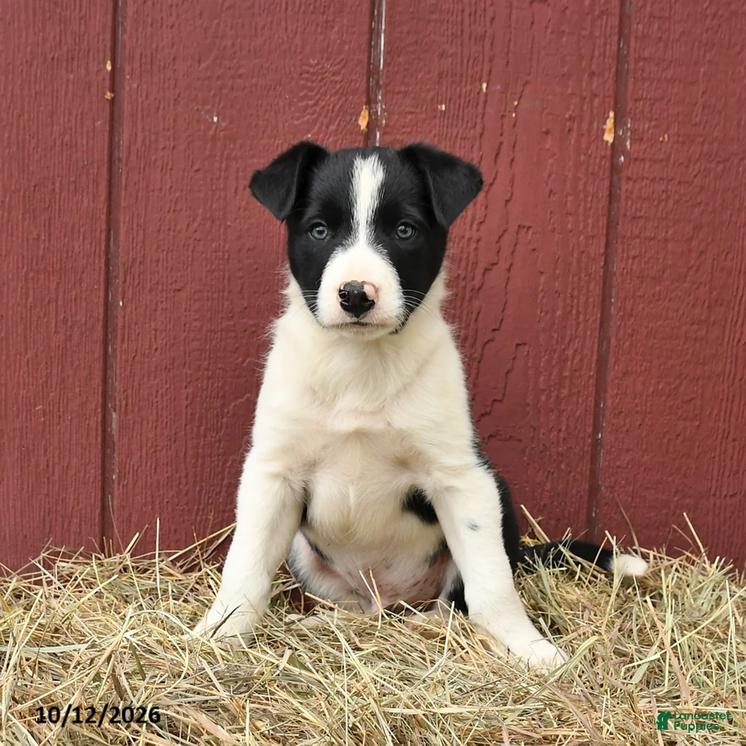 Border Collie dogs for sale: Tim - Ad 3