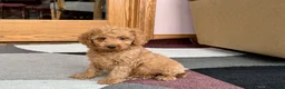 Cockapoo dogs for sale: Tate F1b - Ad 4