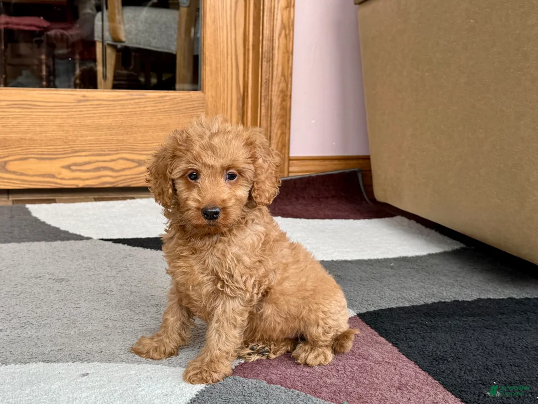 Cockapoo dogs for sale: Tate F1b - Ad 4