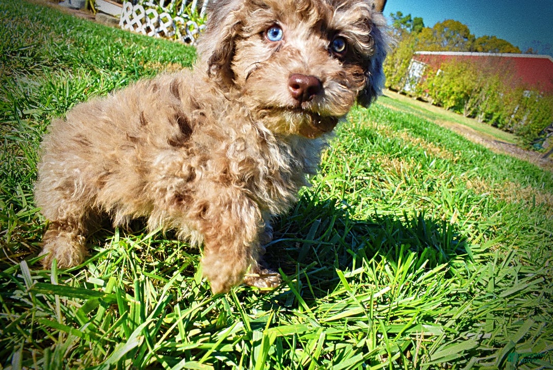 Havapoo dogs for sale: Indy - Ad 8