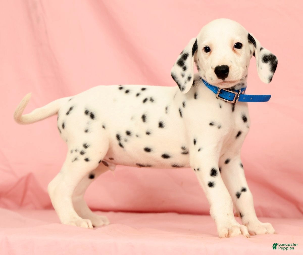 Dalmatian dogs Rascal - Ad 2