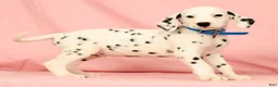 Dalmatian dogs for sale: Rascal - Ad 2