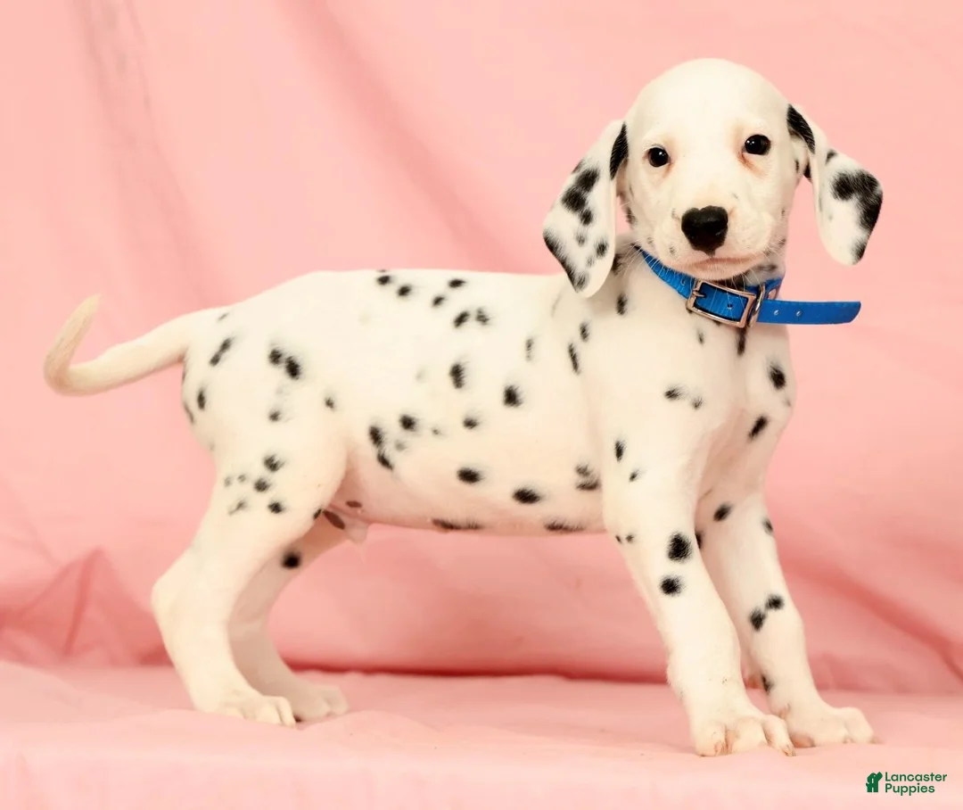 Dalmatian dogs for sale: Rascal - Ad 2
