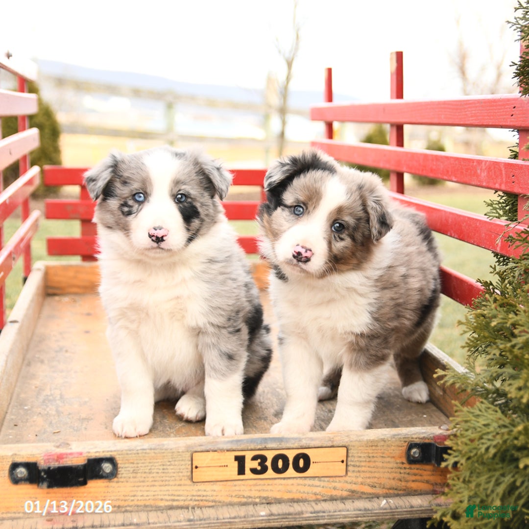 Mixed Breed dogs for sale: Buddy - Ad 3