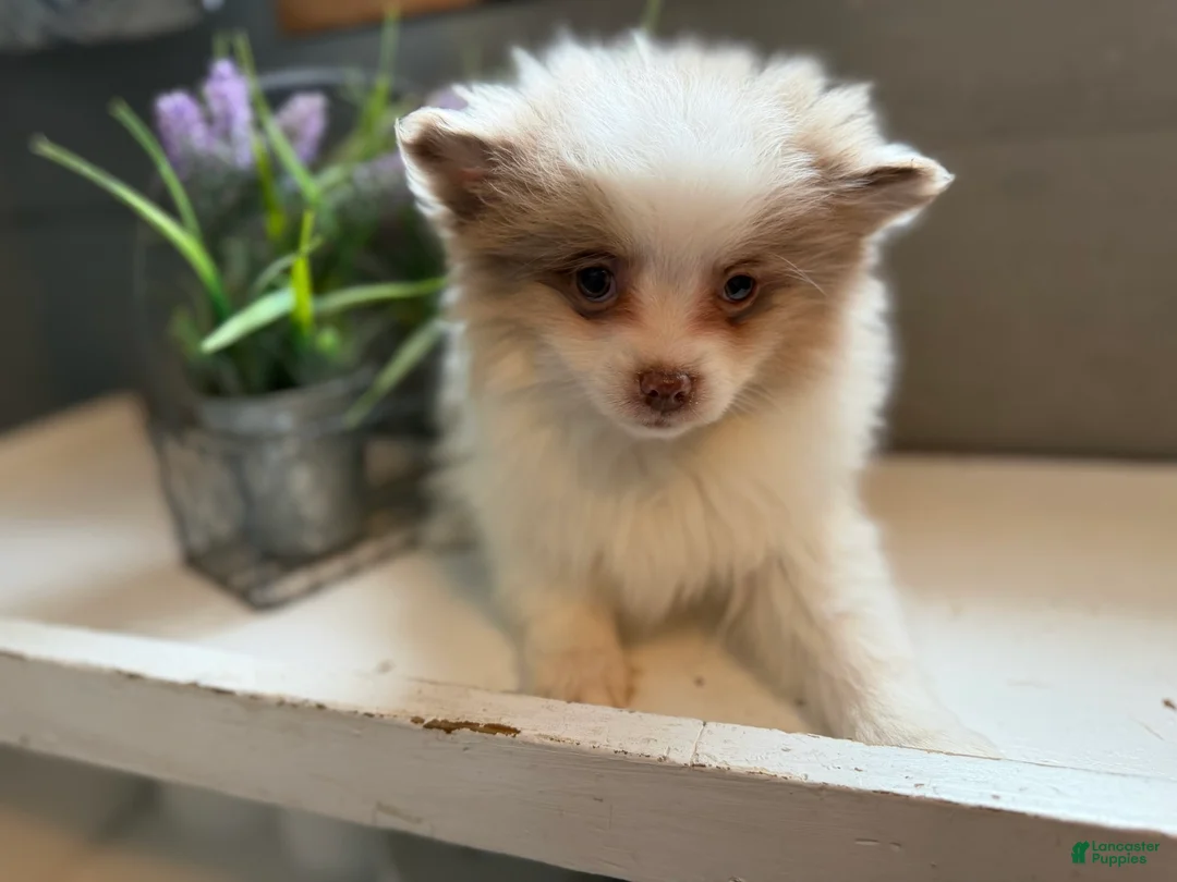 Pomeranian dogs for sale: Cotton - Ad 2