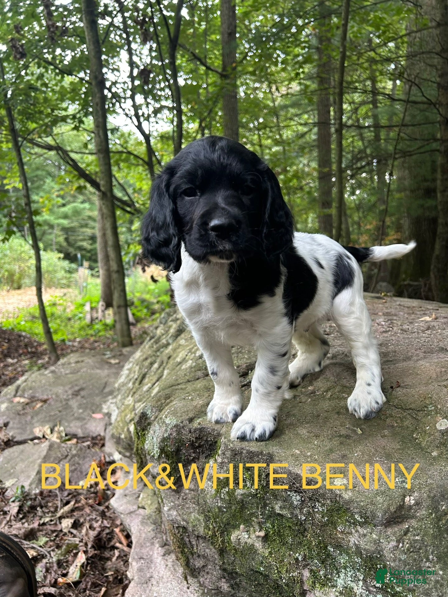 English Springer Spaniel dogs English Springer Spaniel 6 - Ad 1