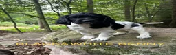 English Springer Spaniel dogs for sale: English Springer Spaniel 6 - Ad 1