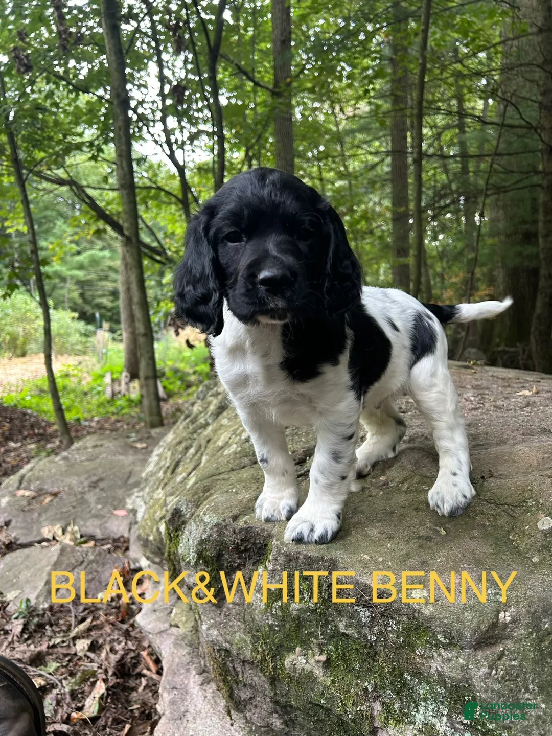 English Springer Spaniel dogs for sale: English Springer Spaniel 6 - Ad 1