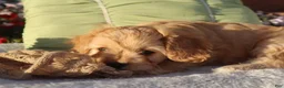 Cavapoo dogs for sale: Laredo  - Ad 8