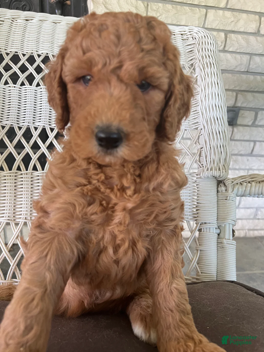 Gallery Image {{count}}