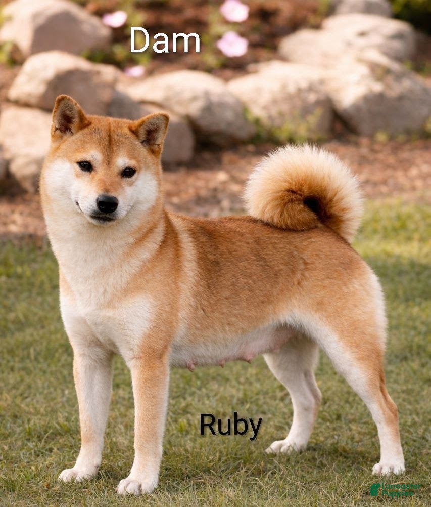 Ruby
