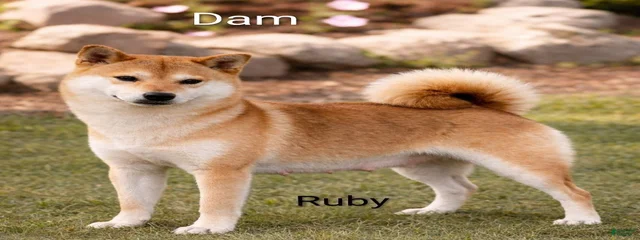 Ruby