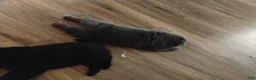Chow Chow dogs for sale: Chow Chow 1 - Ad 2