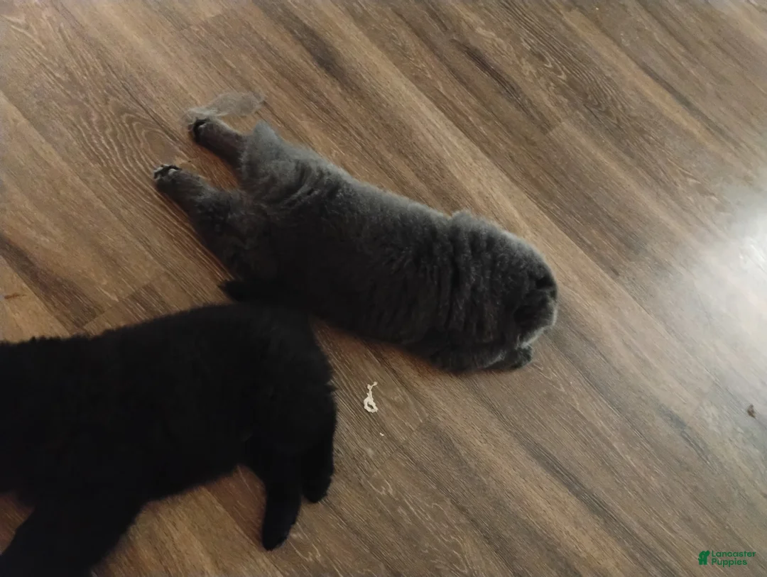 Chow Chow dogs for sale: Chow Chow 1 - Ad 2