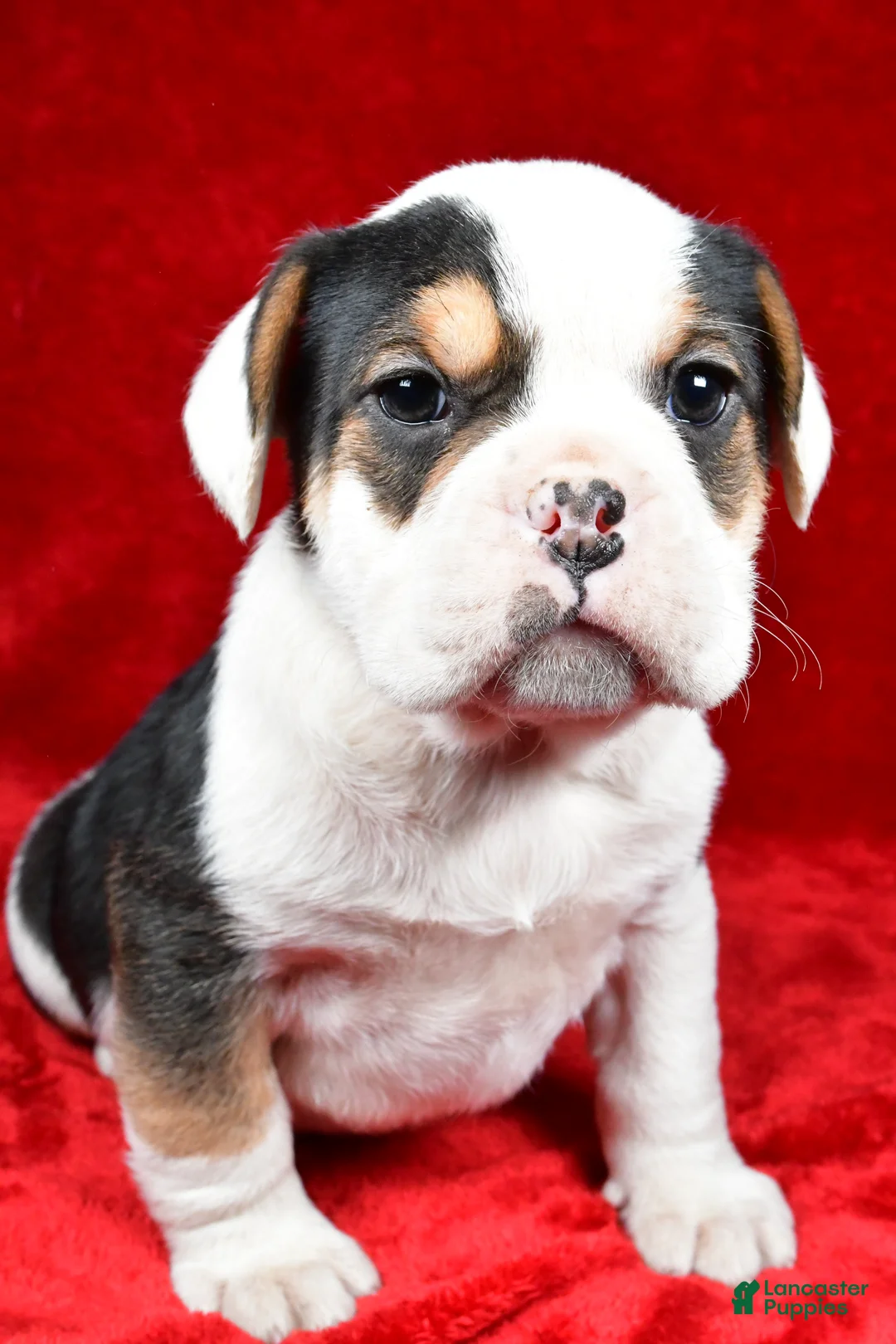 Beabull dogs for sale: Willow - Ad 4