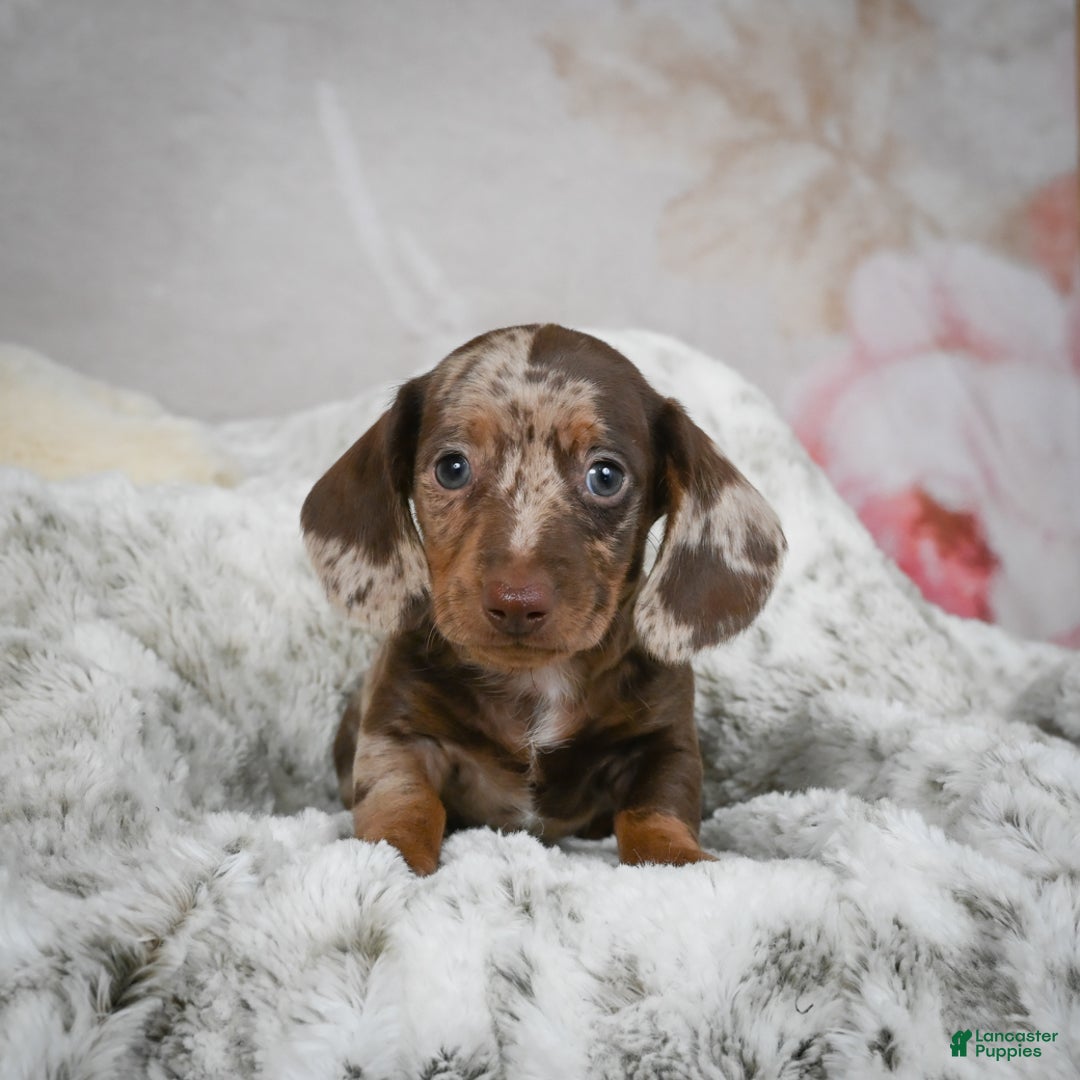 Miniature Dachshund dogs for sale: Hunter - Ad 5