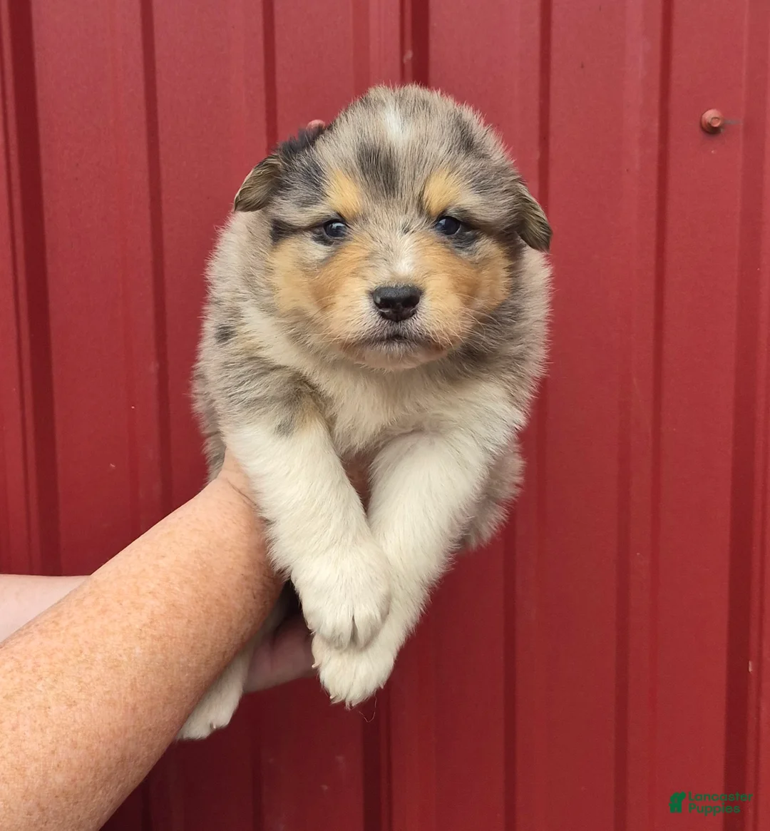 Mixed Breed dogs for sale: Mixed Breed 1 - Ad 1