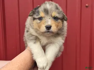 Mixed Breed dogs Mixed Breed 1 - Ad 41