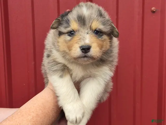 Mixed Breed dogs for sale: Mixed Breed 1 - Ad 17
