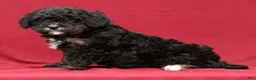 Mini Bernedoodle dogs for sale: Vicky - Ad 3