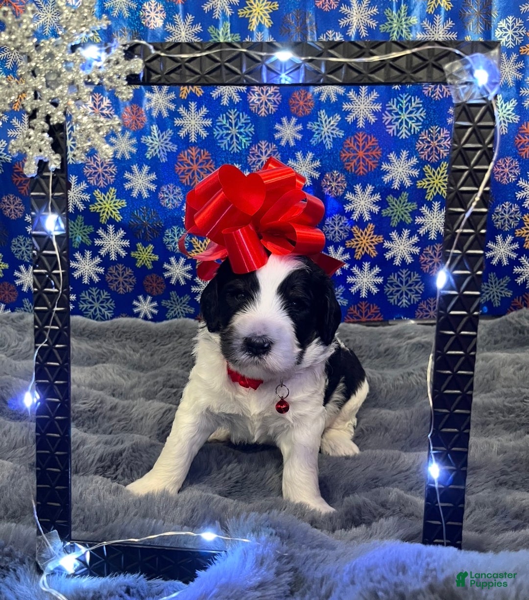 Bernedoodle dogs for sale: Ryker - Ad 2