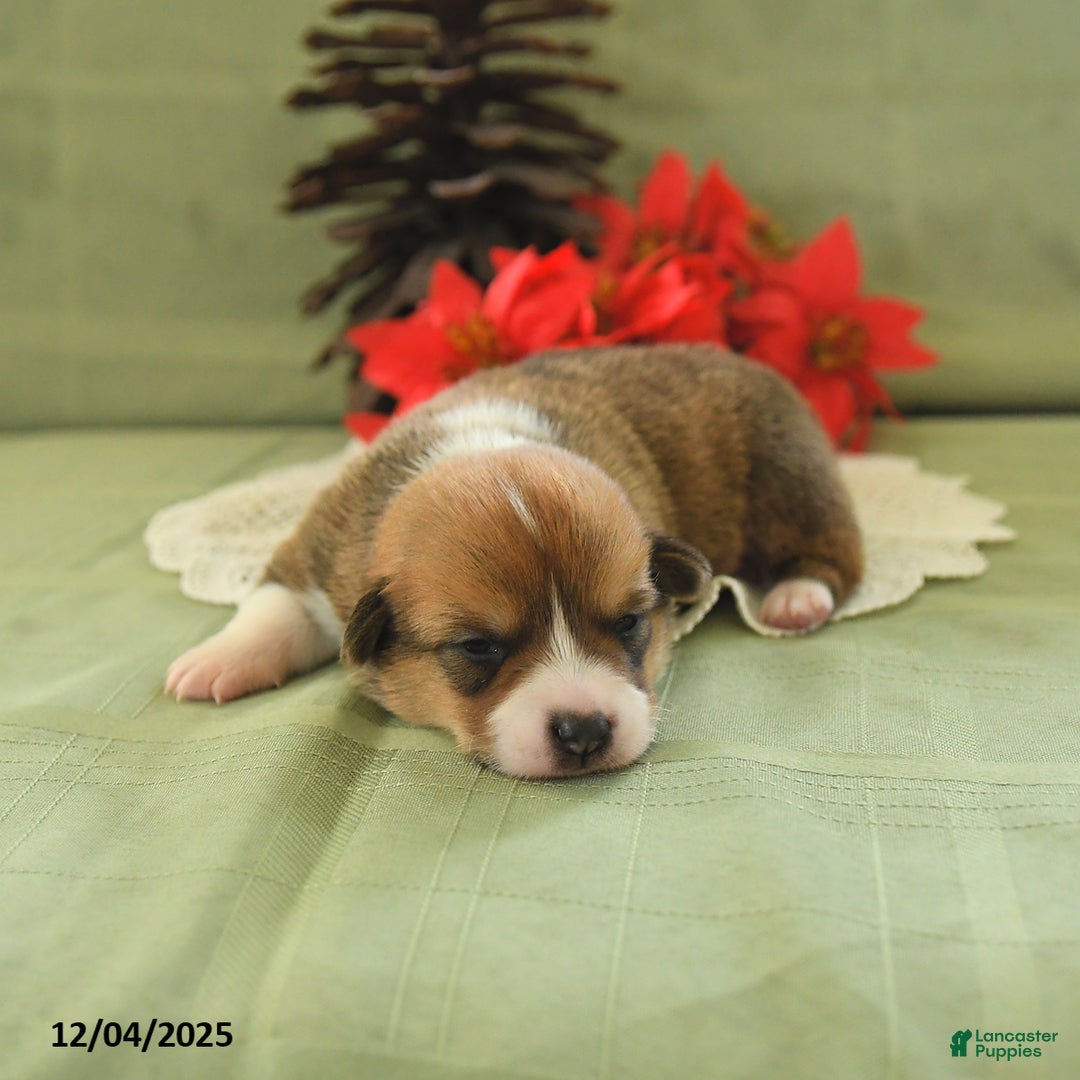 Welsh Corgi Pembroke dogs for sale: Pete - Ad 1