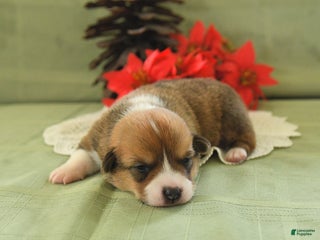 Welsh Corgi Pembroke dogs Pete - Ad 28