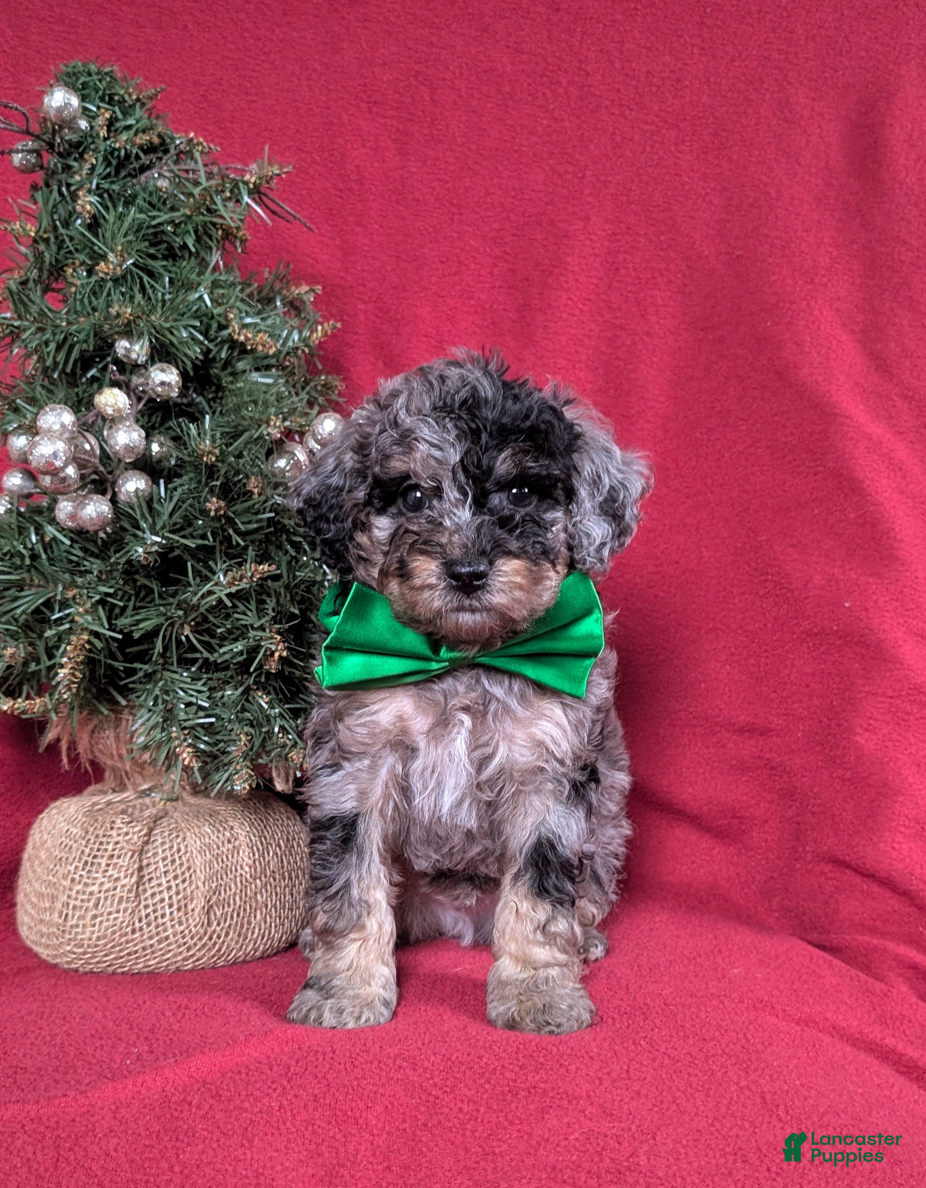 Mini Bernedoodle dogs Aiden Hypoallergenic - Ad 18