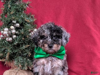 Mini Bernedoodle dogs Aiden Hypoallergenic - Ad 20