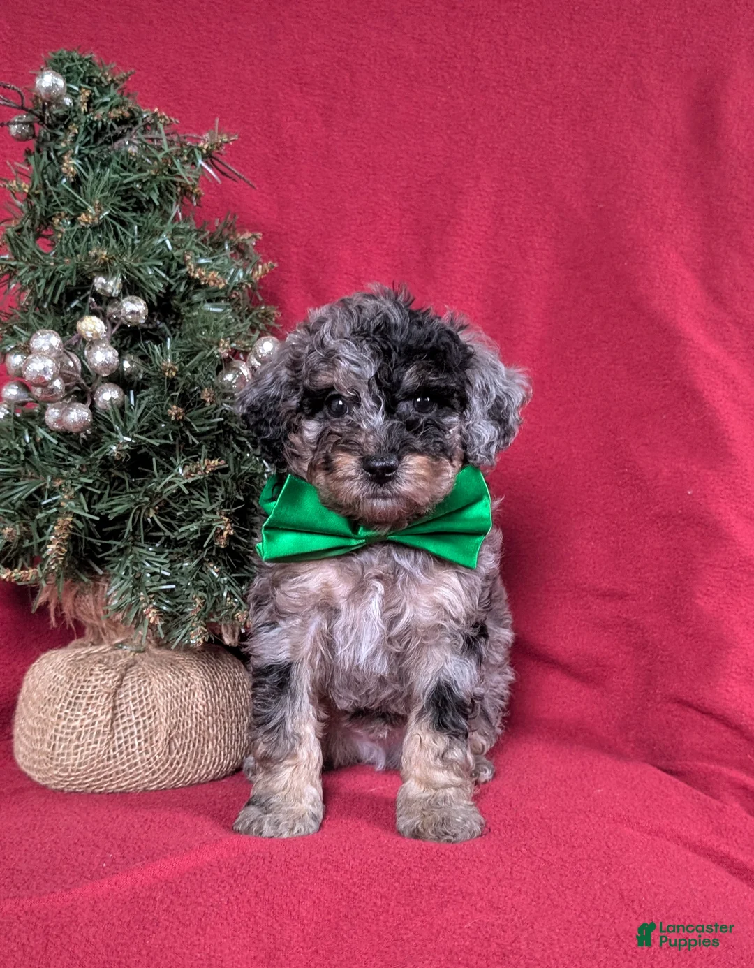 Mini Bernedoodle dogs for sale: Abram Hypoallergenic - Ad 11