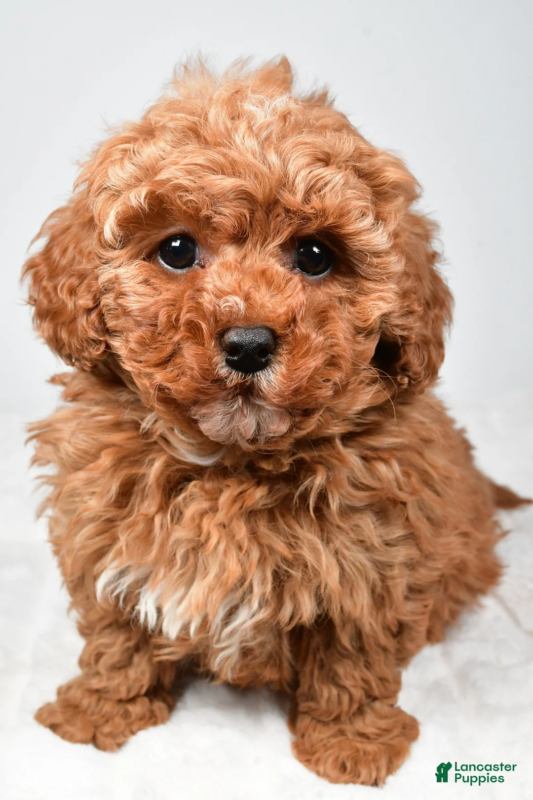 Cavapoo dogs for sale: Rosa - Ad 9