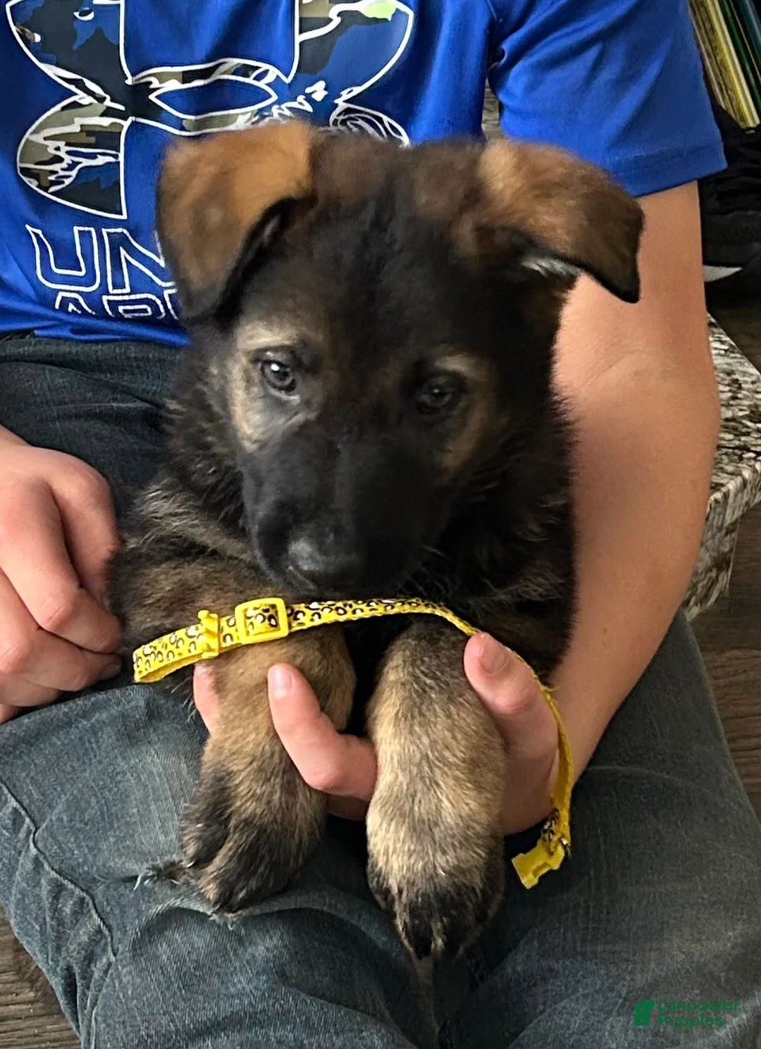 German Shepherd dogs for sale: Willow/Cody Teal - Ad 33