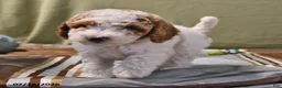 Goldendoodle dogs for sale: Drew - Ad 15