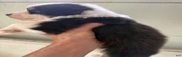 Australian Shepherd dogs for sale: Justin - Ad 2